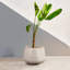 Pot de fleurs en béton-71339152-71339151