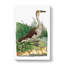 Fasciated Duck by George Shaw - Wrapped Canvas Painting-55304305