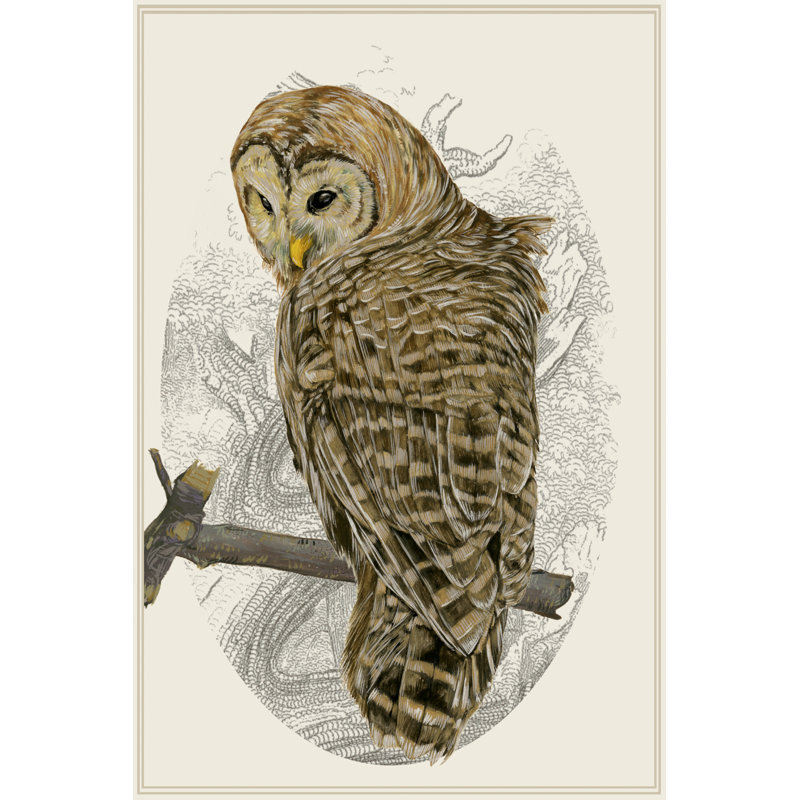 " Barred Owl II " by Melissa Wang Painting Print, 30" H x 20" W x 1.25" D