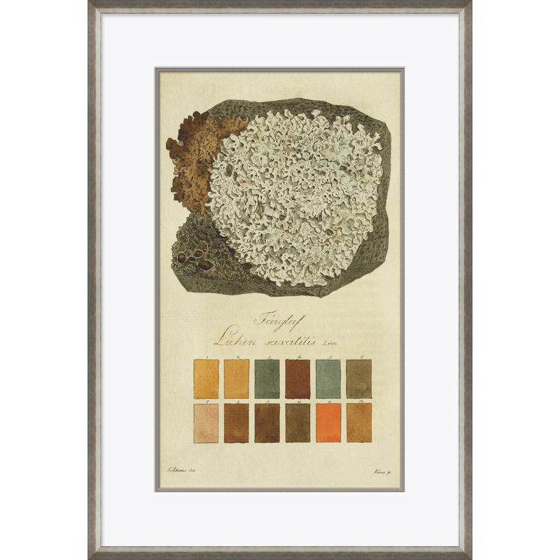Lichen Studies, John Peter Westring, 1808 Giclee Print by Paul Cezanne