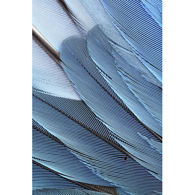Blue Feathers by Newbird