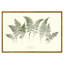 Lady Fern Garden Print by Sandy Whitaker-1548138424