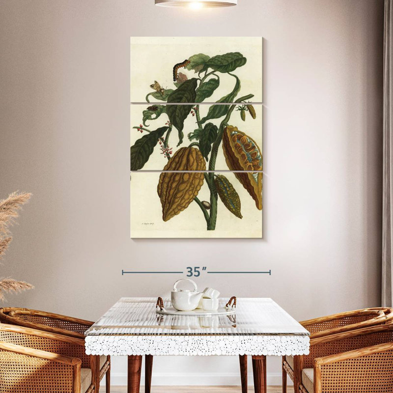 Cacao Keiri ou cacao et fruit Theobroma Cacao, H 50 po x l 32 po