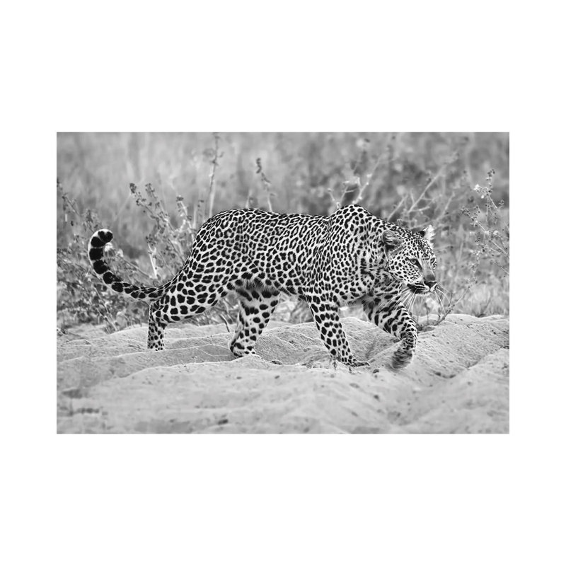 Leopard Walking In Black And White by MScottPhotography - Wrapped Canvas Print, 20.32 cm H x 30.48 cm W