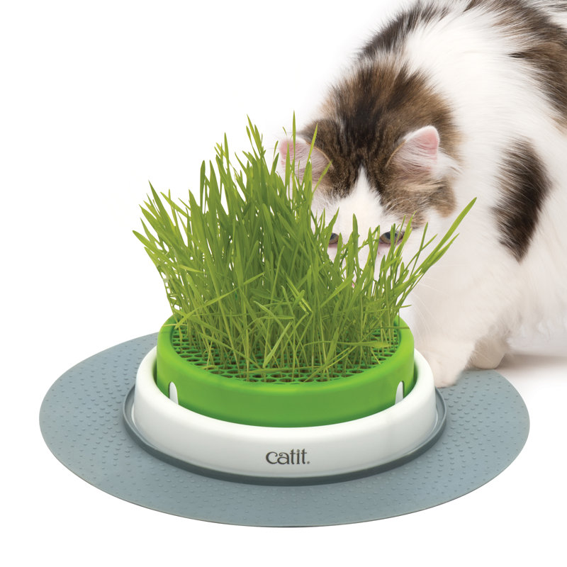 Ensemble d'herbe Cat Senses