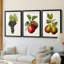 Fruit antique 8 - impression encadrée de qualité supérieure sur mesure mat - 3 pièces-130167275