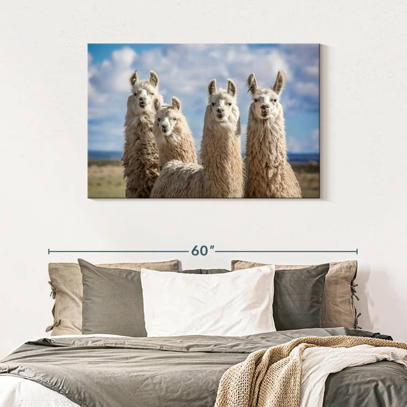 Fluffy White Llamas, 30" H x 45" W