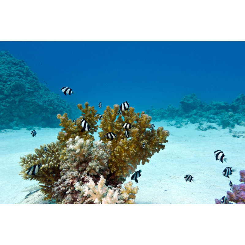 Craver Coral Reef And Fishes - Wrapped Canvas Print, 30cm H x 46cm W x 3.8cm D
