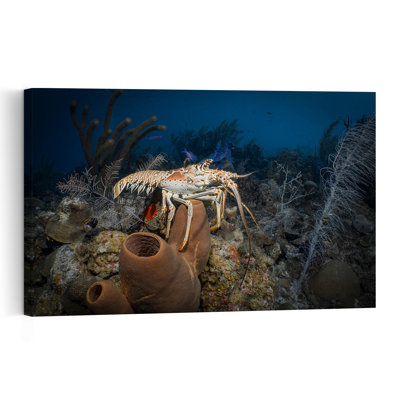 Spiny Lobster On Coral Colorful Fish Lobster Nature Ocean Wall Art Print