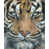 Image Brush Gel
