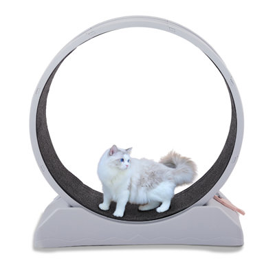 31 Inch Cat Treadmill Exercise Running Wheel