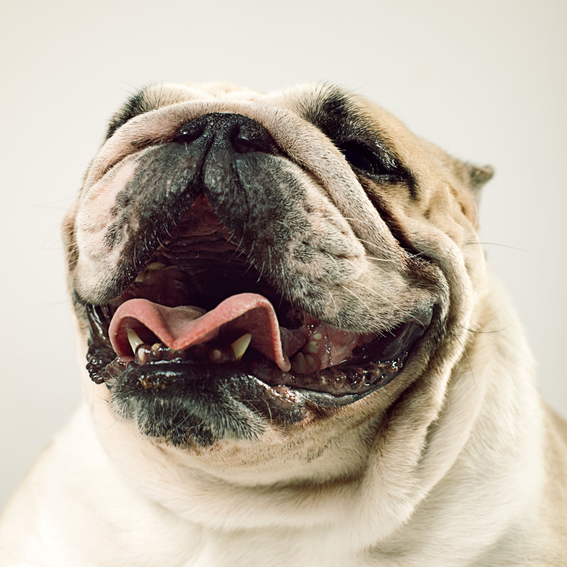 Portrait Of English Bulldog - Wrapped Canvas Print, 30cm H x 30cm W x 3.8cm D