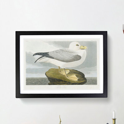 Fulmar Bird by John Audubon - Picture Frame Painting Print