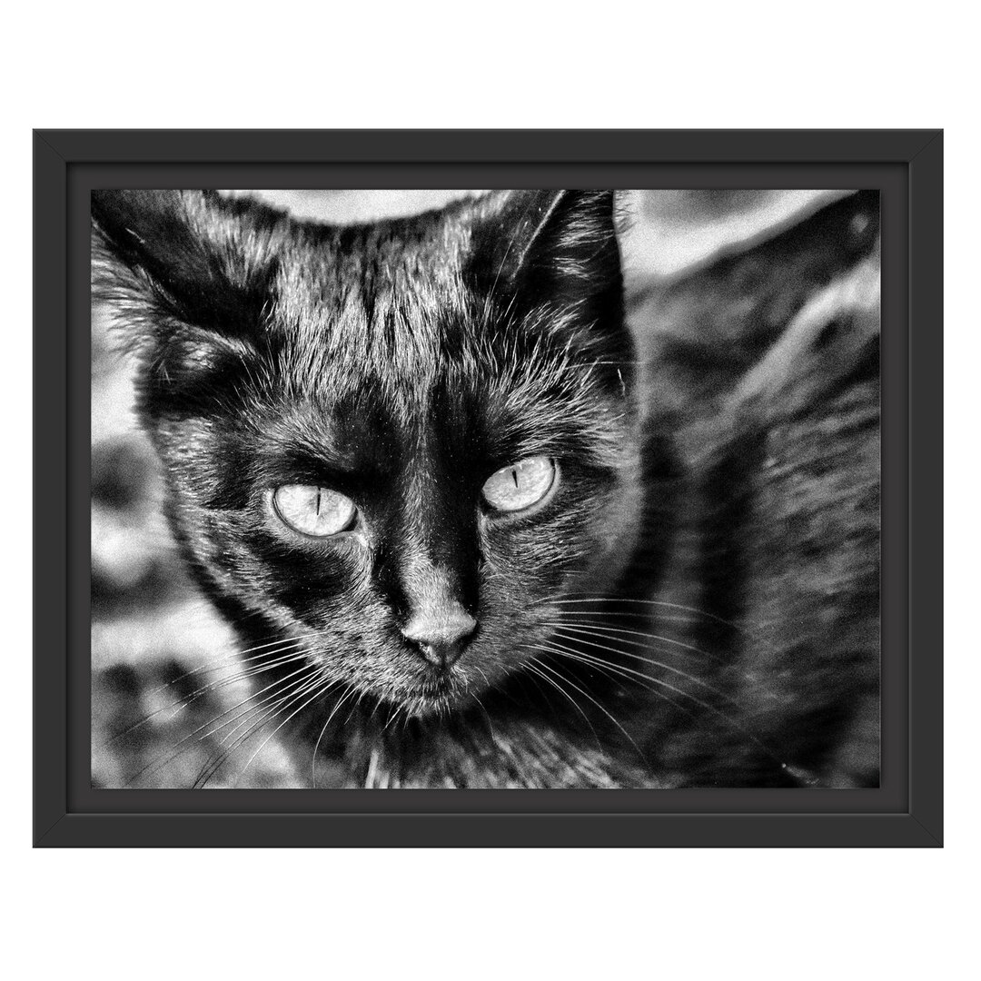 Gerahmtes Wandbild schwarze Katze