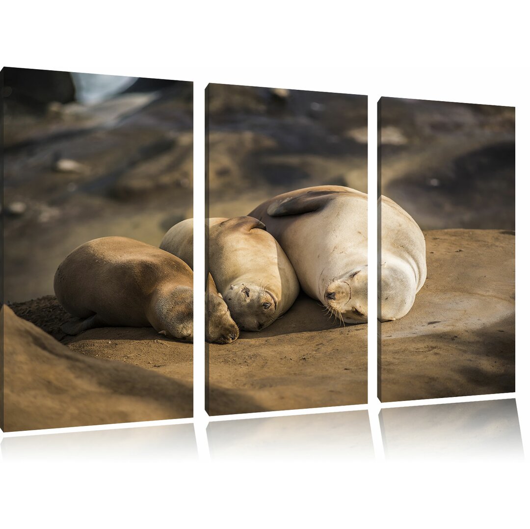 3-tlg. Leinwandbilder-Set "Familie von drei kleinen Seelöwen in der Sonne", Fotodruck