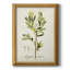 " Antique Herb Botanical IV "-2147478972