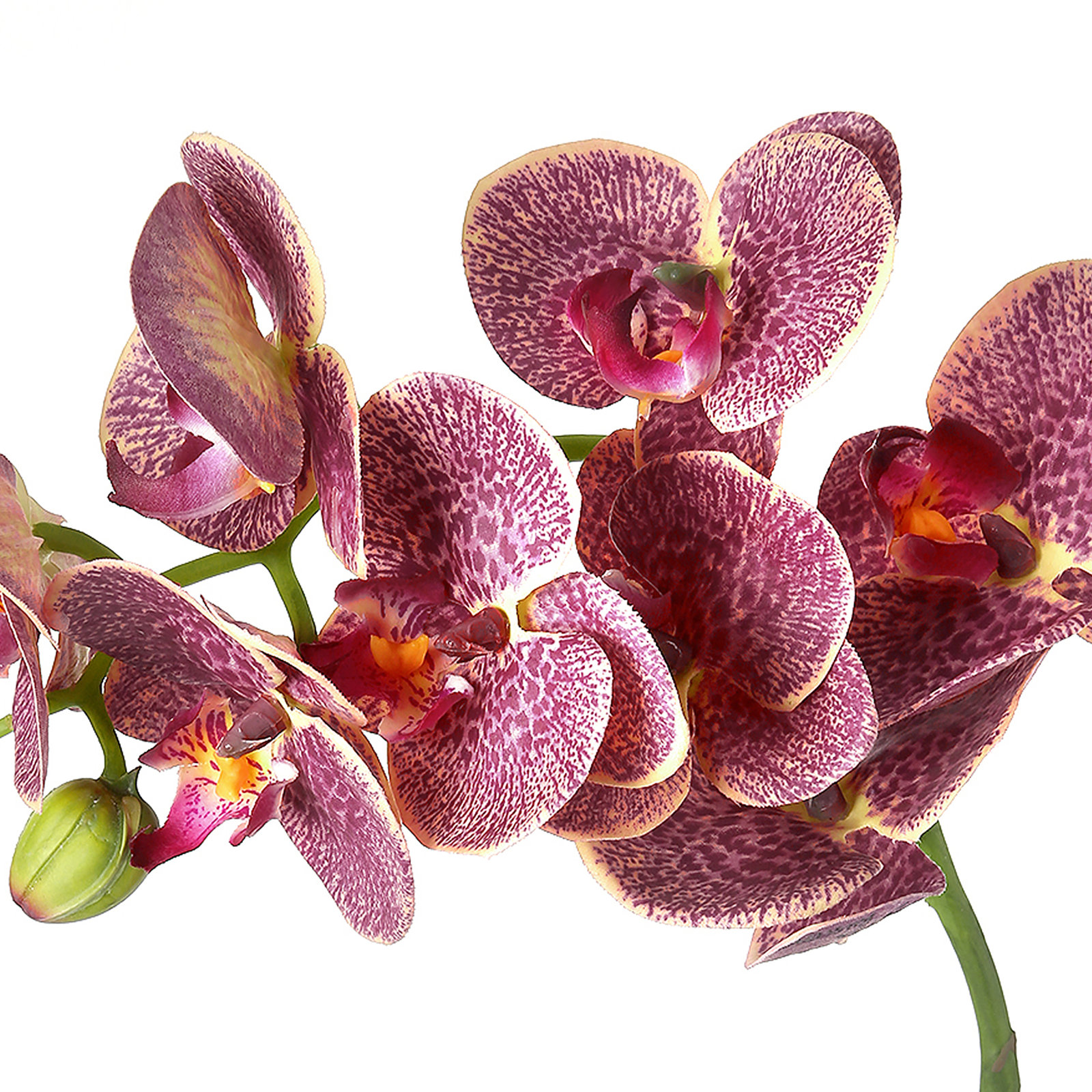Phalaenopsis Orchid Stems, Pink