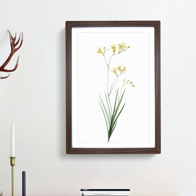 Freesia Flowers by Pierre-Joseph Redoute - Picture Frame Painting Print