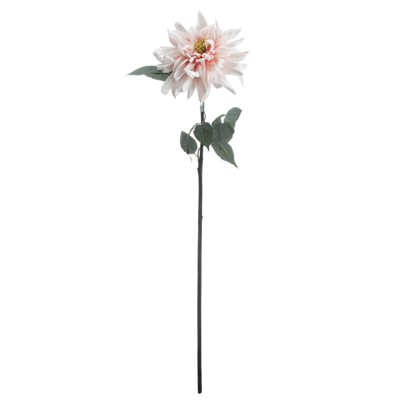 Anastasija Arrangement
