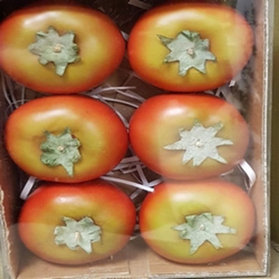 Ensemble de 6 tomates artificielles