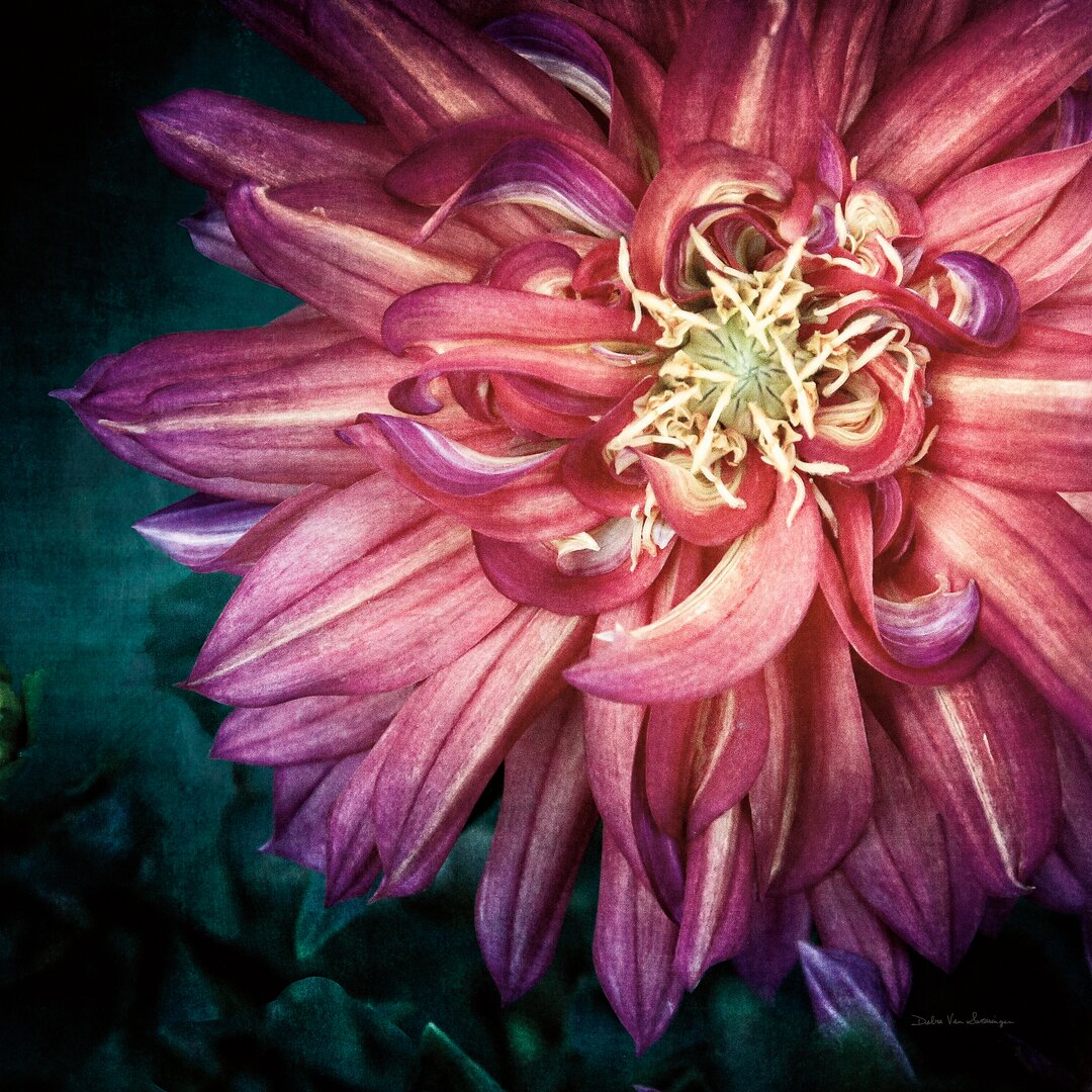 Leinwandbild Dahlia II von Debra Van Swearingen