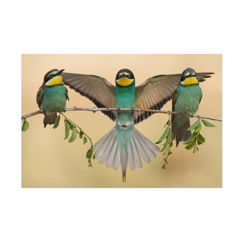 Eliran Sagie Bee Eaters Trio Canvas Art, H 12 po x l 19 po