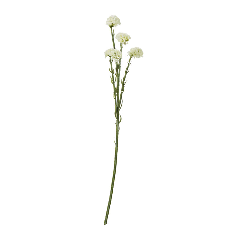 Anastasija Arrangement