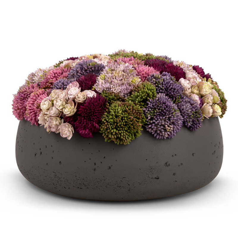 Ariane Sedum Arrangement, Charcoal