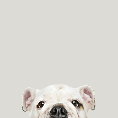 Adorable White Bulldog by Rawpixel - Wrapped Canvas Print