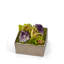 Orchids Floral Arrangement in Planter