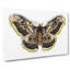 Great Peacock Moth by George Shaw - Wrapped Canvas-55360274