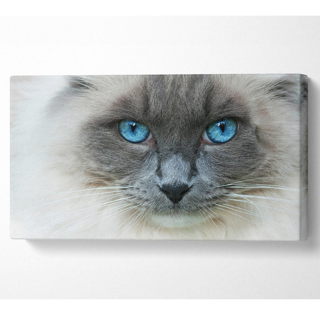 Ragdoll-Katzengesicht - Kunstdrucke auf Segeltuch