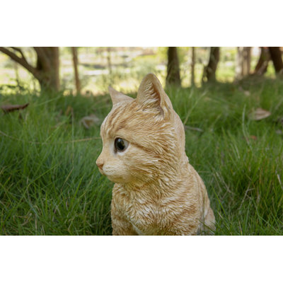 Head-Tilting Tabby Kitten Sitting