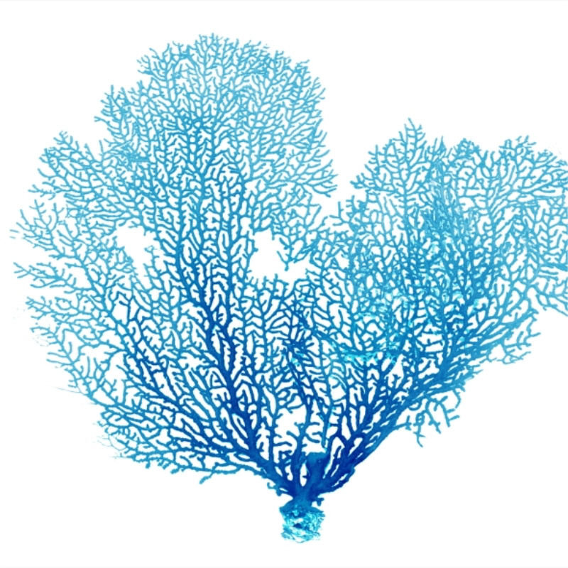Blue Seafan Coral II Print by Sofia Fox, 24" H x 24" W, Plexi
