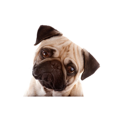 Studio Portrait Of A Pug by Thecrossroadscz - Wrapped Canvas Print