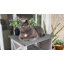 Portable Cat House