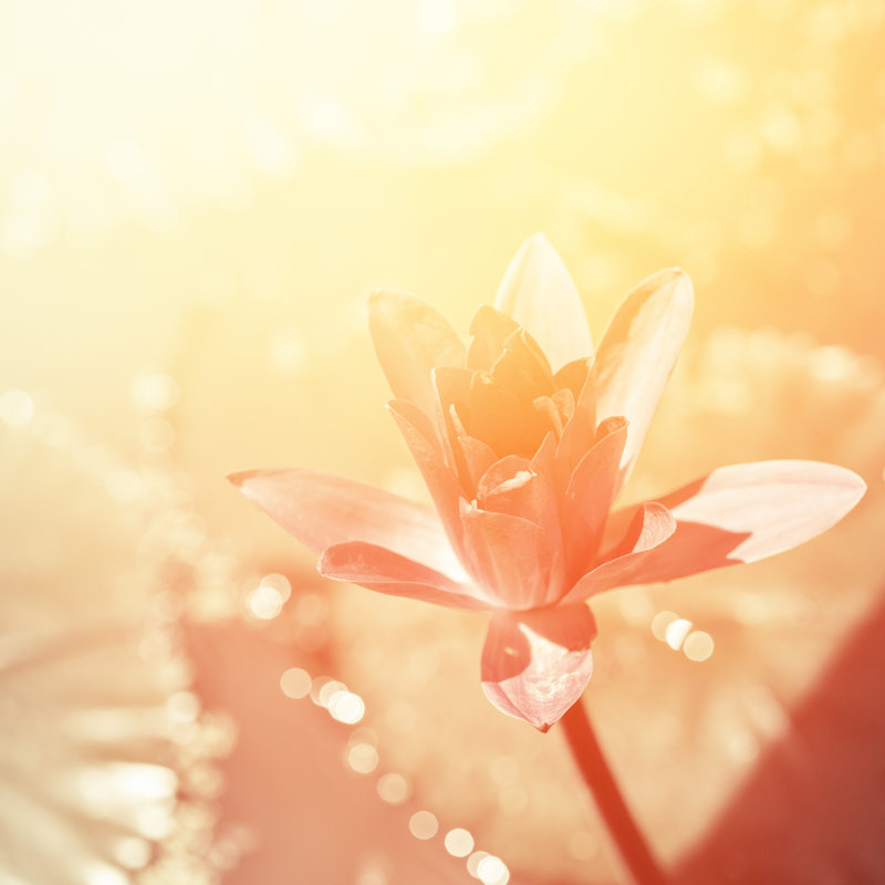 Blossom Lotus Flower by Danilovi - No Frame Art Prints on Canvas, 30cm H x 30cm W