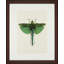 Tropical Insect IV Print