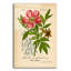Art mural en verre acrylique épique 12 po x 16 po «Paeonia diriginalis» par Art Licensing Studio
