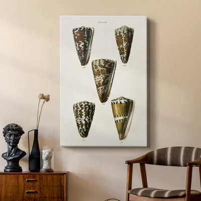 Cone Shell Collection V -Custom Wrapped Gallery Cavas