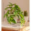 Simulation créative de plantes en pot