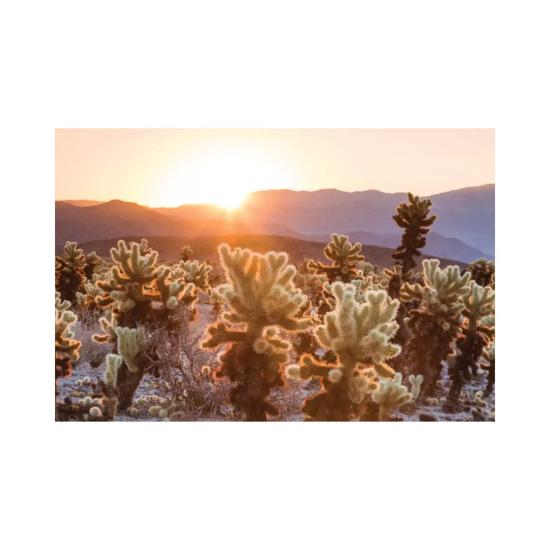 Cactus Garden, Joshua Tree National Park, California, USA 1 Piece Wrapped Canvas Wall Art, 20.32 cm H x 30.48 cm W