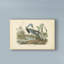 «Louisiana Heron» par James Audubon, impression sur toile-33523160