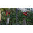 Exhart Large WindyWings Cardinal Wind Chime