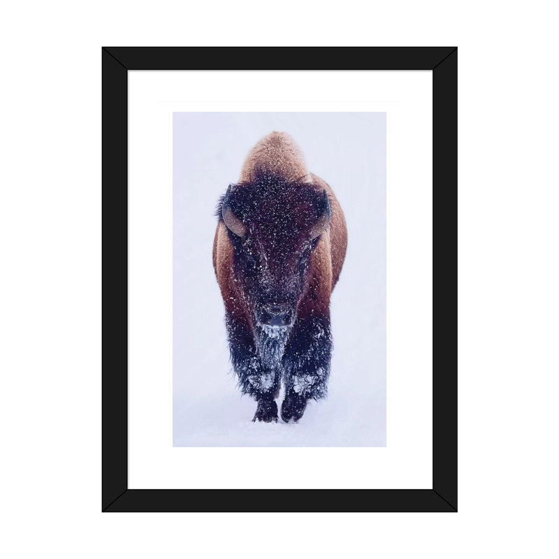 «Bison In Snow» - reproduction, H 24 po x l 16 po x P 1 po, Papier beaux-arts encadré noir