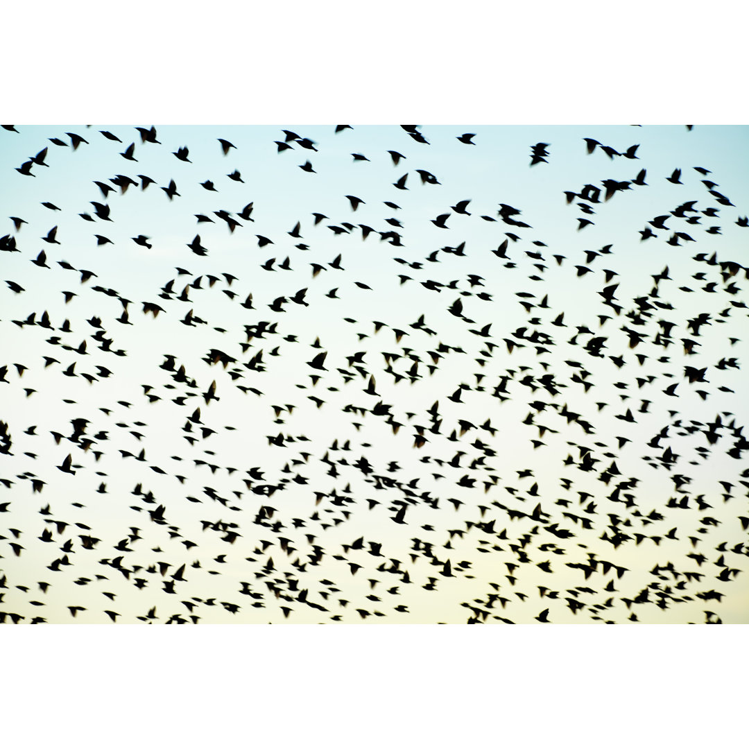 Flock of starlings