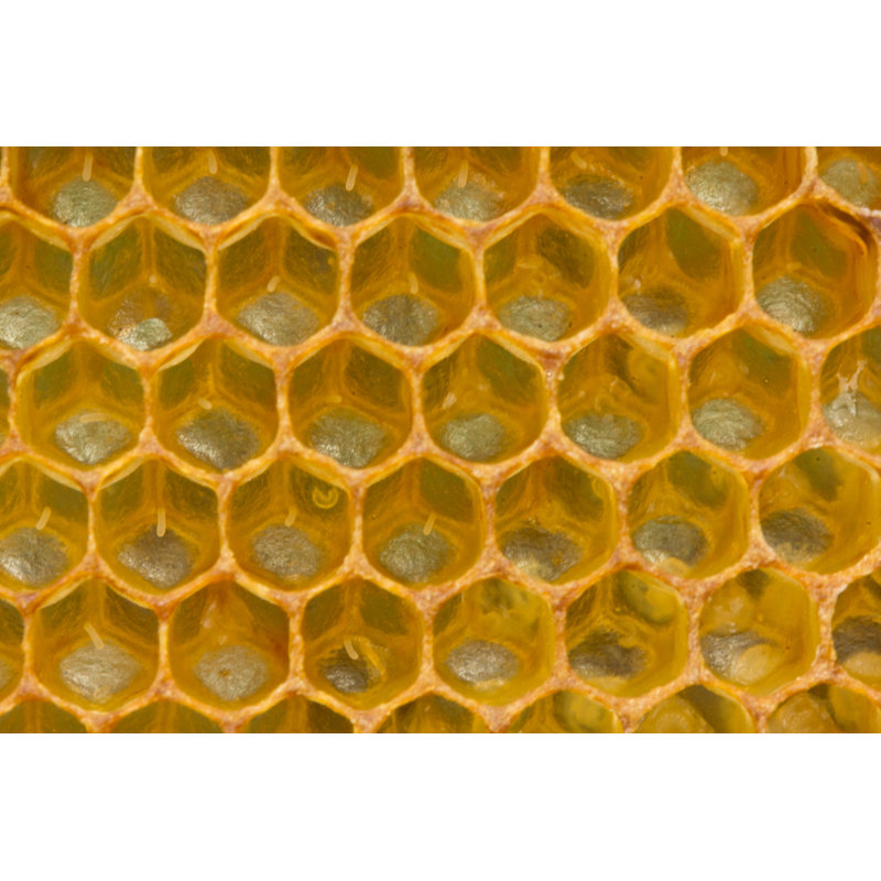 Thasnim Honeycombs, H 8 po x l 12 po