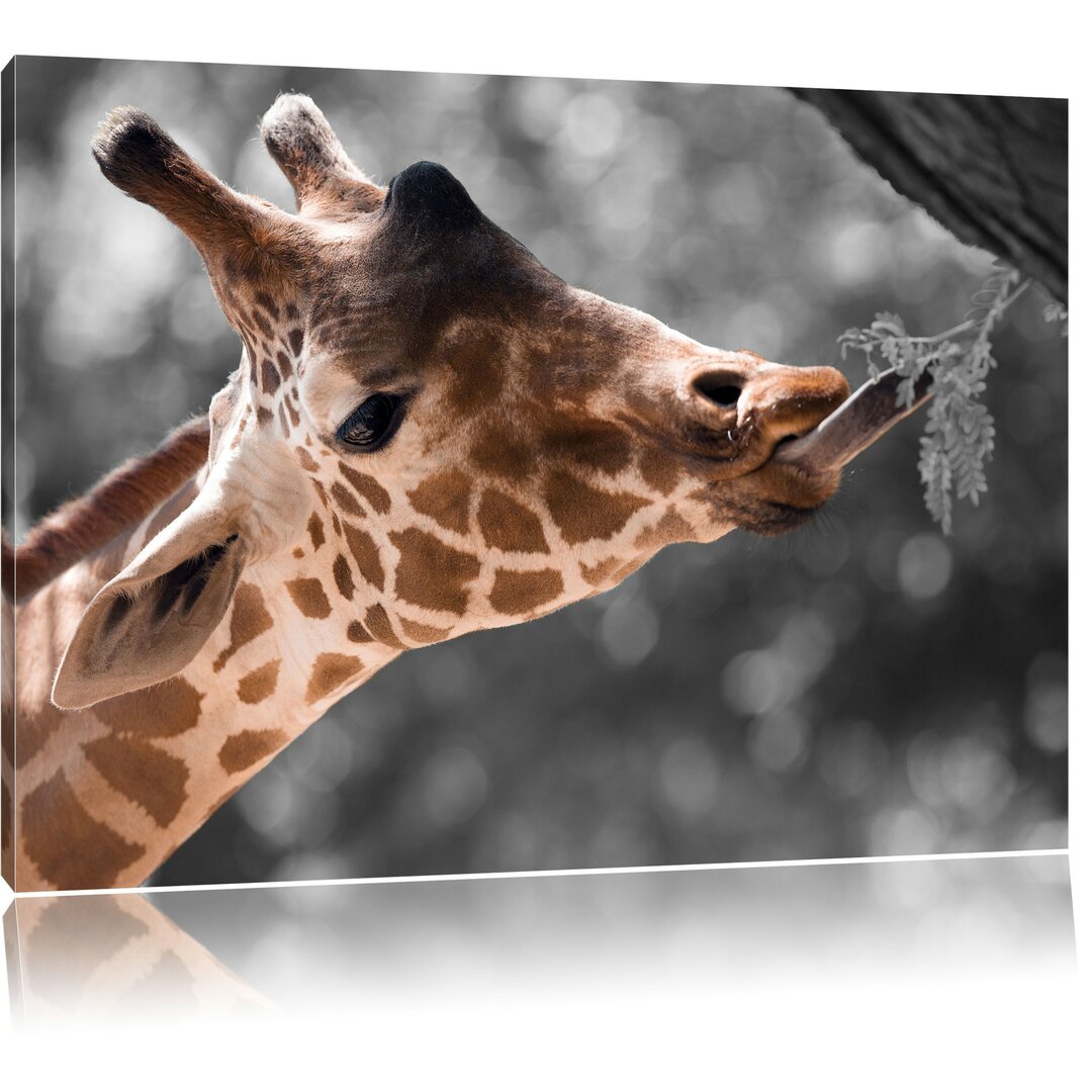 Leinwandbild Hungrige Giraffe mit Zweig