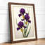 Three Purple Irises Botanical - Framed Print-309202145-309202154