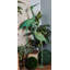 Statue de jardin Louie